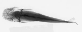 Media type: image;   Ichthyology 27270 Aspect: lateral